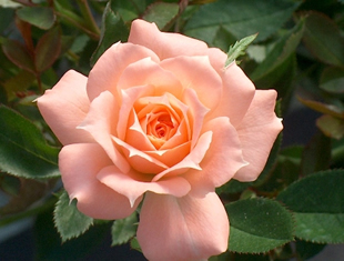 Flower Power Miniature Rose