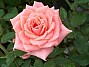 rose name